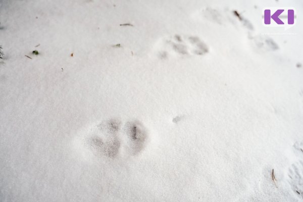 Жительница Коми выбежала во двор в ночнушке, чтобы спасти собаку от волков