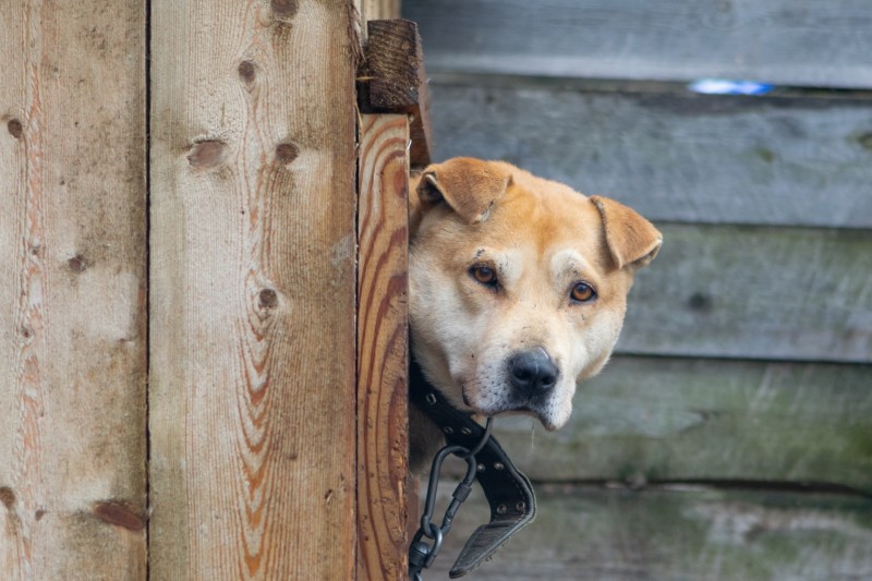 Сыктывкарцы разобрали собак из приюта "Друг" по домам