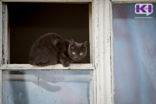 В Сыктывкаре спасли котенка, выпавшего из окна пятиэтажки 