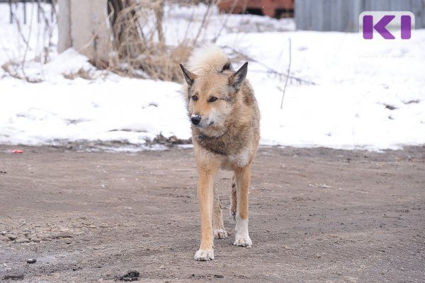 В ухтинском поселке Ветлосян собаки покусали 10-летнюю девочку