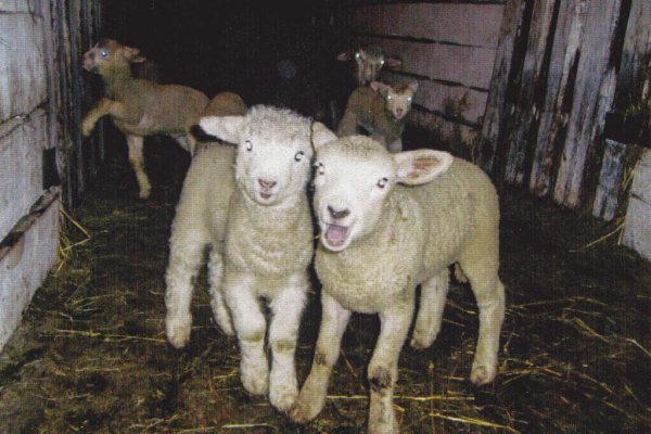 В Коми вывели плодовитых молочных овец для Крайнего Севера 
