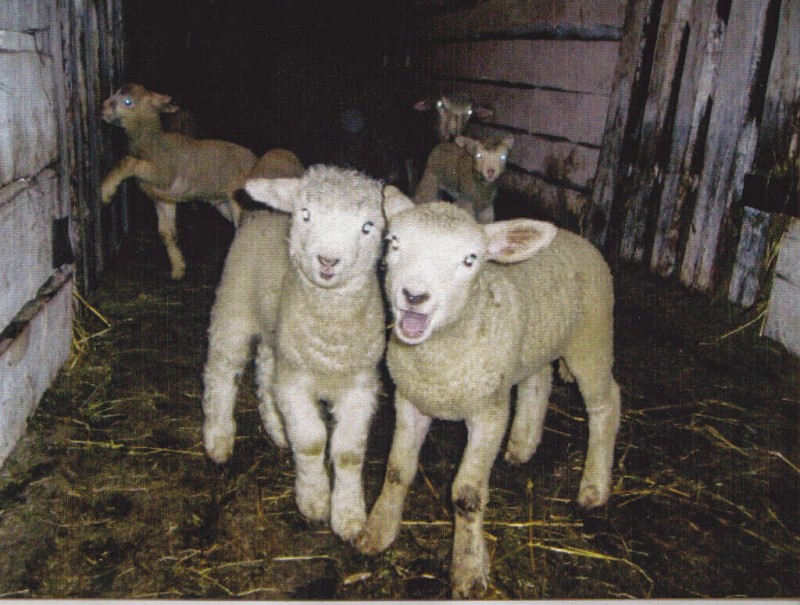 В Коми вывели плодовитых молочных овец для Крайнего Севера 