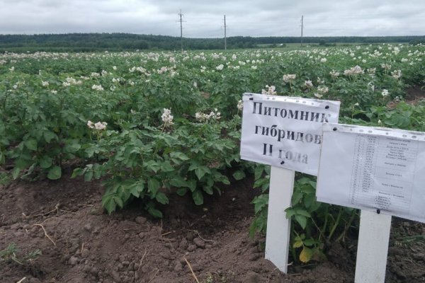 В Коми отобраны перспективные сорта картофеля для выращивания на Севере 