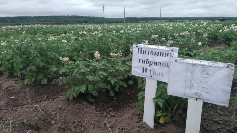 В Коми отобраны перспективные сорта картофеля для выращивания на Севере 