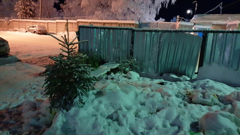 Новогодние ёлки воркутинцев после праздников обогревают приют для бездомных животных