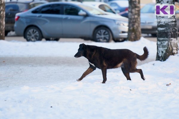 В Ухте проводят проверку по факту отстрела бездомных собак

