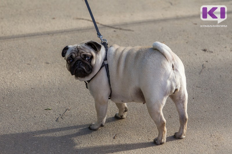 В Коми в 2020 году наказали 239 владельцев собак за нарушение правил выгула