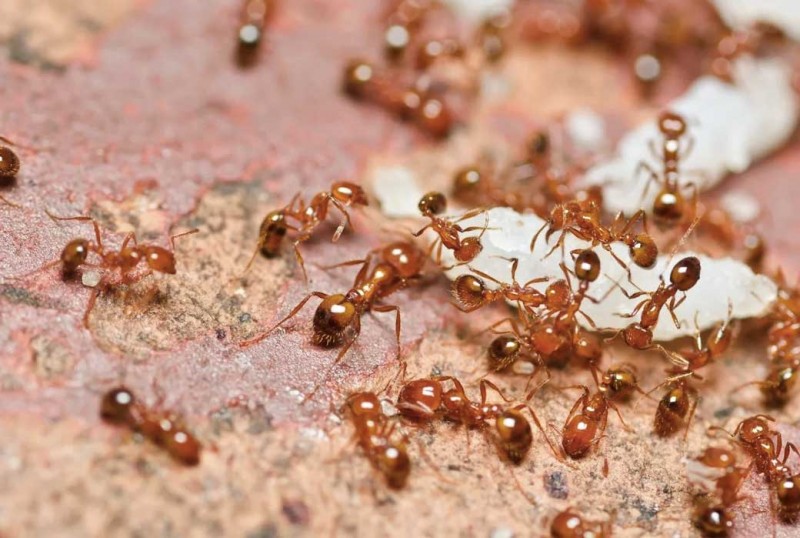 Как защитить жилье от домовых муравьев