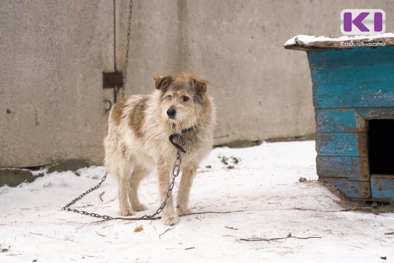 За последние два года в Коми от укусов собак пострадали более пяти тысяч человек