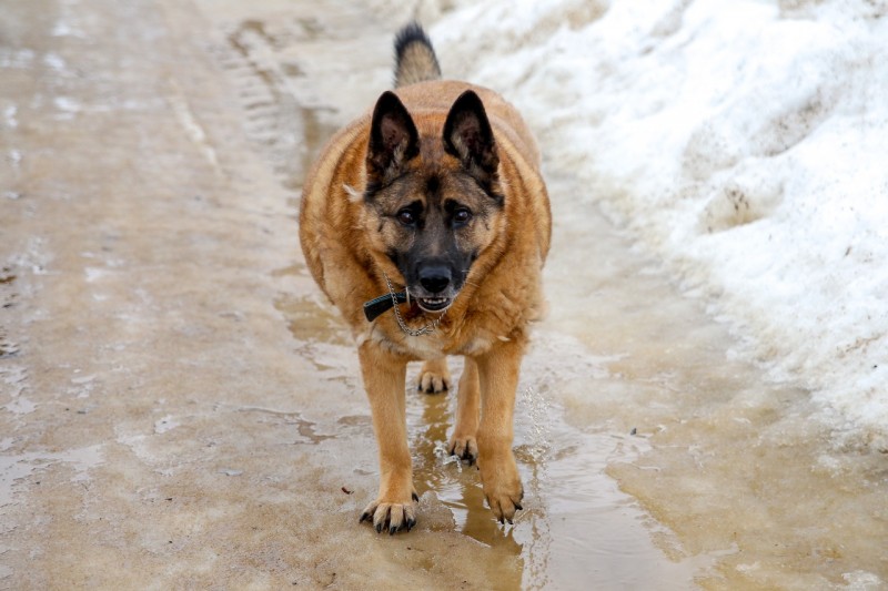 Жительница Ухты взыскала с администрации ущерб за укус бездомной собаки 