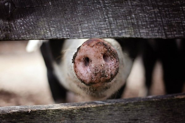 Свиньи не будут сжигаться на территории села Шошка - Минсельхоз Коми