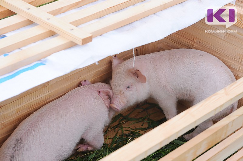 Из хозяйств Коми начали изымать свиней для дальнейшего уничтожения