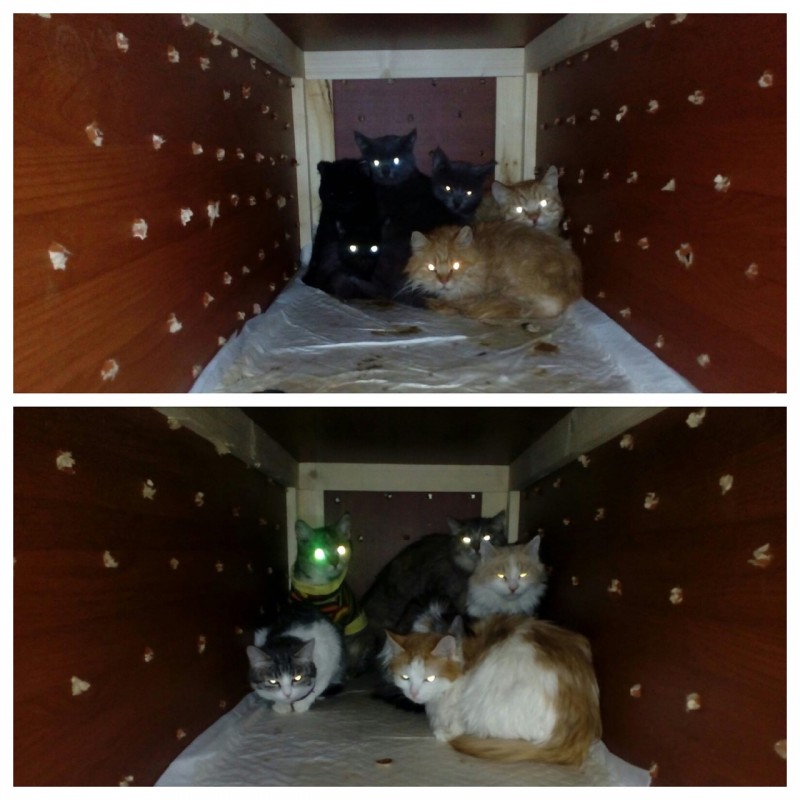 Выброшенных в 40-градусный мороз воркутинских котов удалось пристроить в Сыктывкаре 