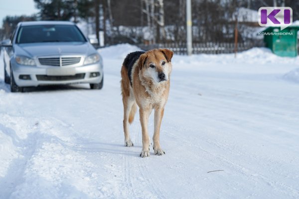 Предложения Госсовета Коми по изменению федеральных норм по безнадзорным собакам рассмотрит Общественная палата России