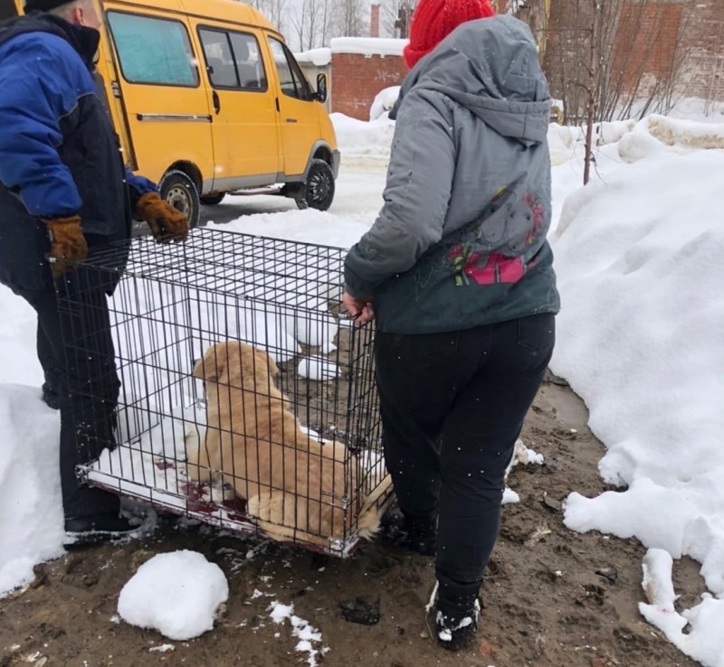 В Ухте призвали горожан не препятствовать отлову собак