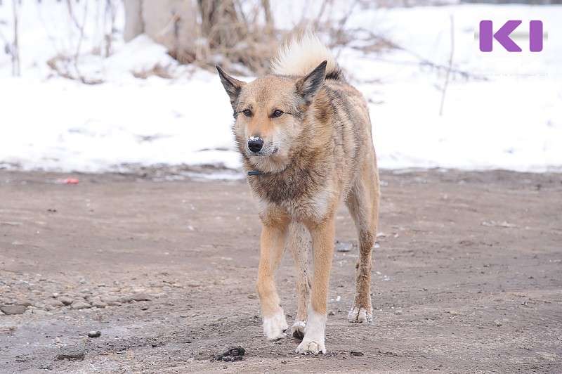В прошлом году на улицах Воркуты отловили более 100 безнадзорных собак

