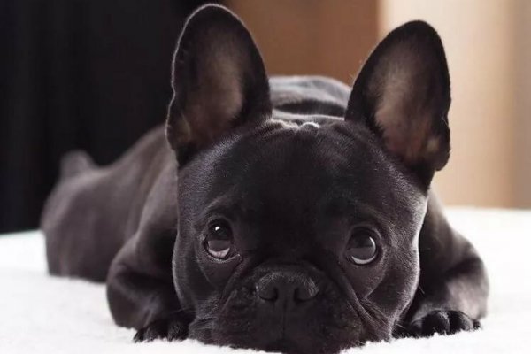 Жительница Сыктывкара потеряла 10 тысяч рублей при покупке французского бульдога на Авито.ру

