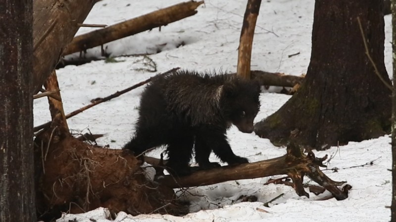 В Центре спасения медвежат рассказали, смогла ли медведица Пужа из Коми пережить сильные морозы 