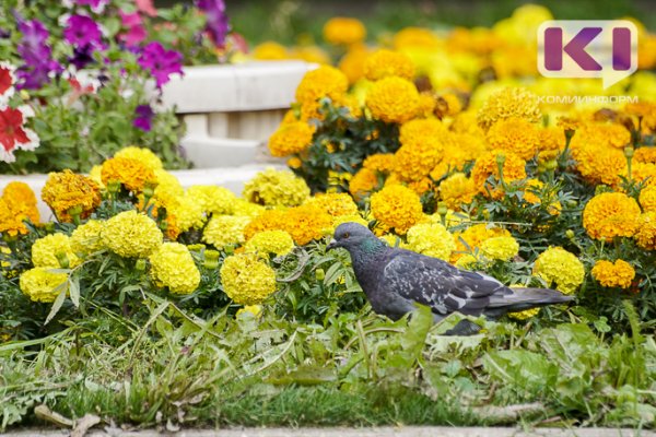 В Эжвинском районе Сыктывкара высадят цветов на 1,76 млн рублей