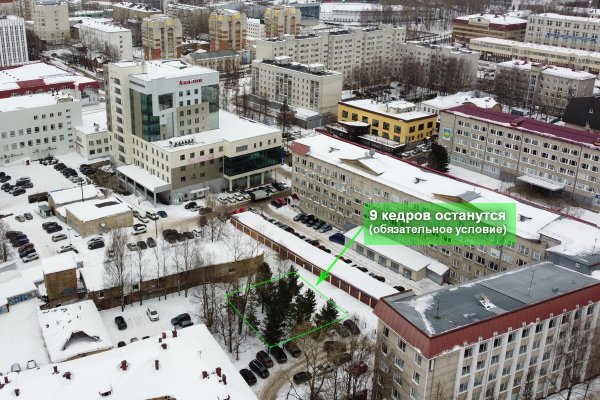 Кедры за зданием регионального Минсельхоза в Сыктывкаре останутся на своём месте 