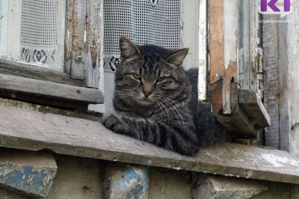Законопроект об обязательной регистрации кошек и собак внесен в Госдуму


