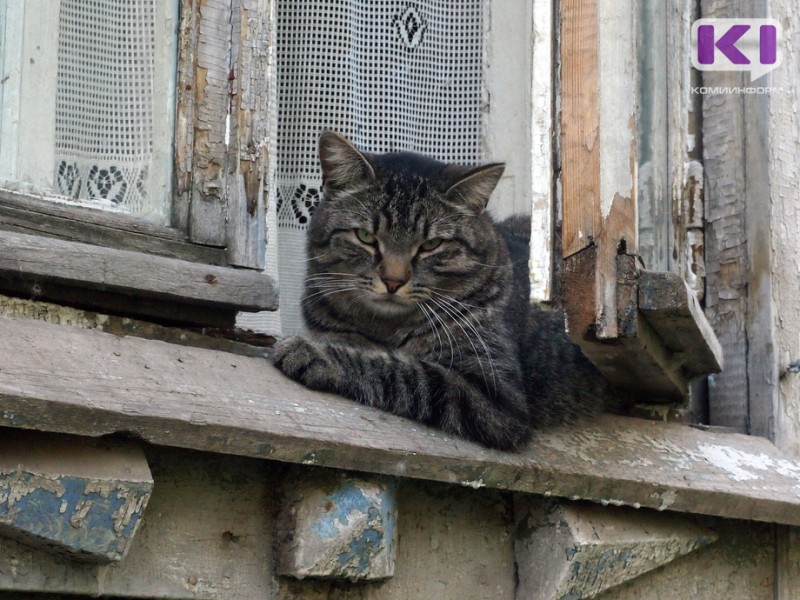 Законопроект об обязательной регистрации кошек и собак внесен в Госдуму


