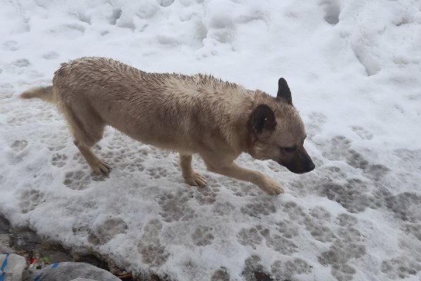 В Усть-Куломском районе бесхозный пес вцепился 5-летнему мальчику в лицо
