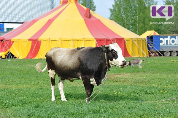 В Россельхознадзоре не видят необходимости в массовой вакцинации животных
