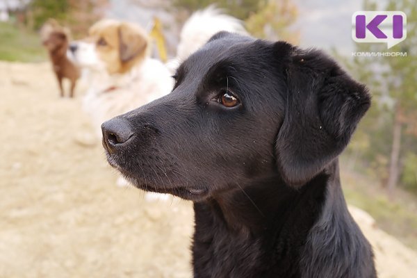 Жители Воркуты, Ухты и Ижемского района пострадали от лжепродавцов собак