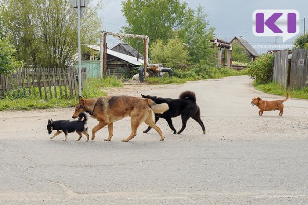 В Сыктывдине не нашлось желающих ловить бездомных собак 