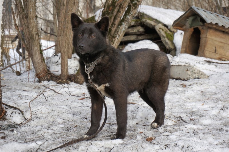Приют для собак в Сыктывкаре остался без пропитания из-за чумы свиней 