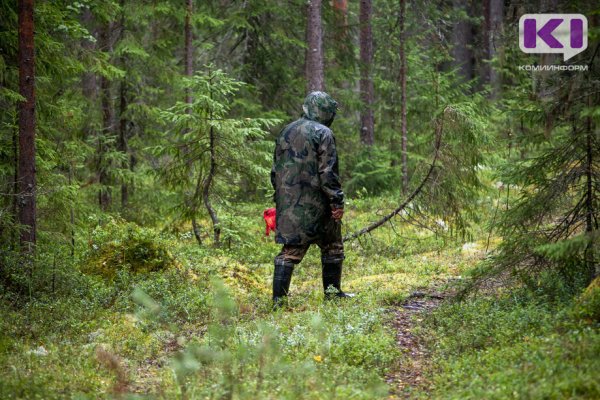 Минприроды предлагает разграничить полномочия органов власти в сфере лесоустройства