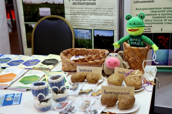 Агробиотехнологи из Коми получили международную награду за свой картофель 