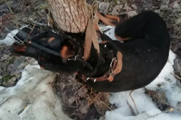 В Сыктывкаре добермана привязали к дереву и оставили умирать в лесу

