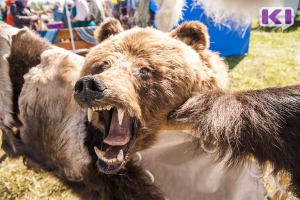 Министр природы Коми предлагает сделать охоту на медведя коммерческой