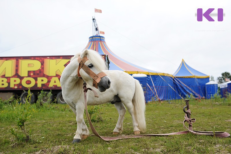 В Сыктывкаре прошел одиночный пикет против цирка 