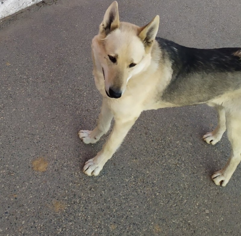 Сыктывкарцы организовали массовое обращение в прокуратуру после убийства еще одной собаки
