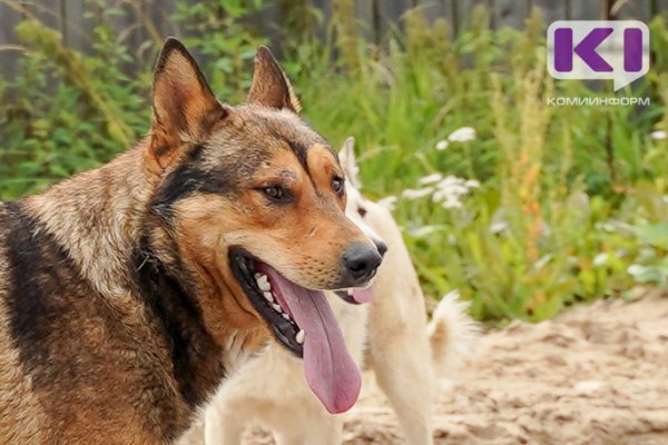 В Усть-Цильме не нашлось желающих заняться отловом безнадзорных собак почти за миллион рублей