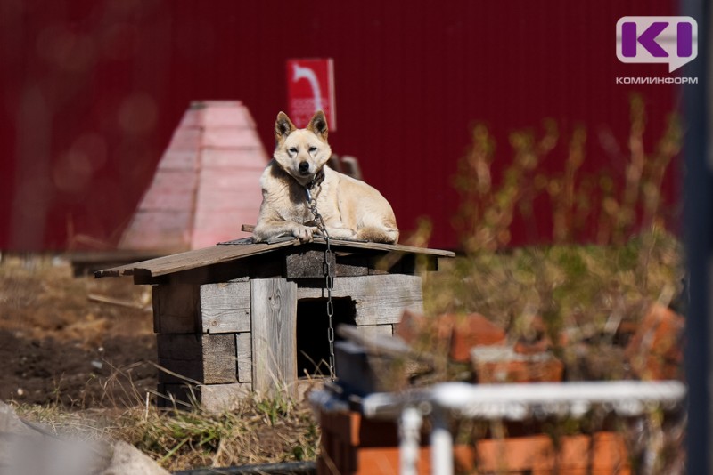 В Койгородском районе ищут организацию для отлова бездомных собак