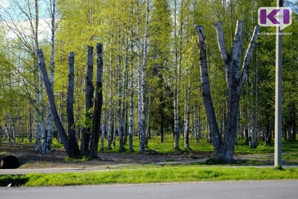 В столице Коми вырубят почти 500 деревьев

