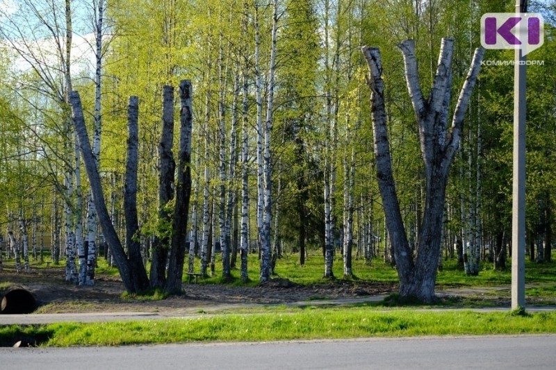 В столице Коми вырубят почти 500 деревьев

