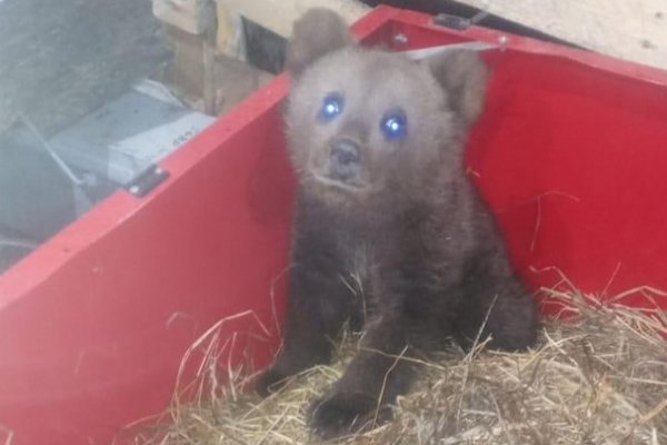 Найденный в Коми медвежонок живет у ухтинца и пьет коровье молоко