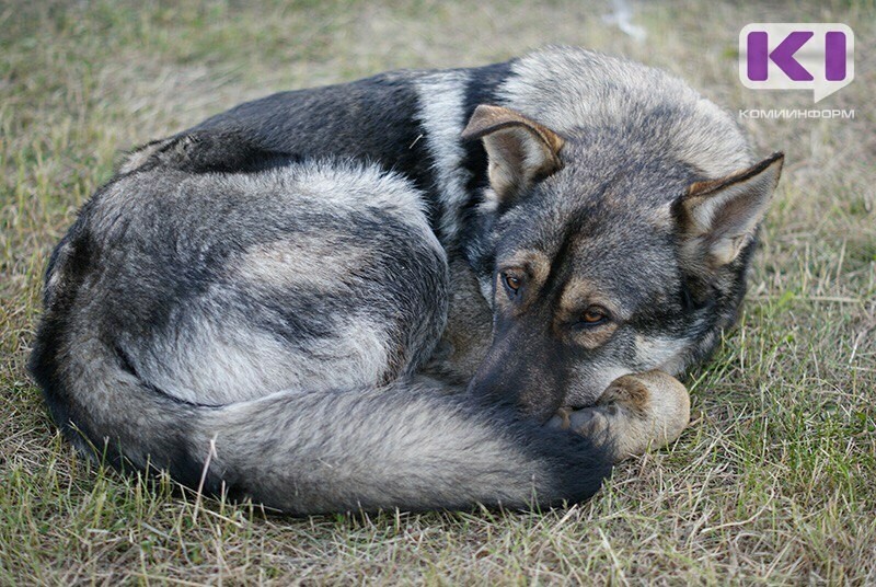 За четыре месяца в Сыктывкаре отловили 73 собак