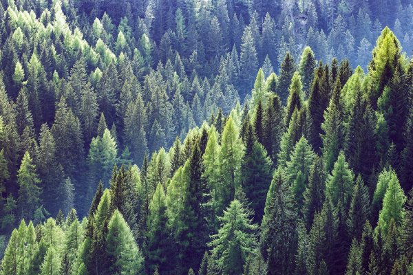 Сыктывкарский ЛДК подтвердил соответствие требованиям Лесного попечительского совета (FSC) 

