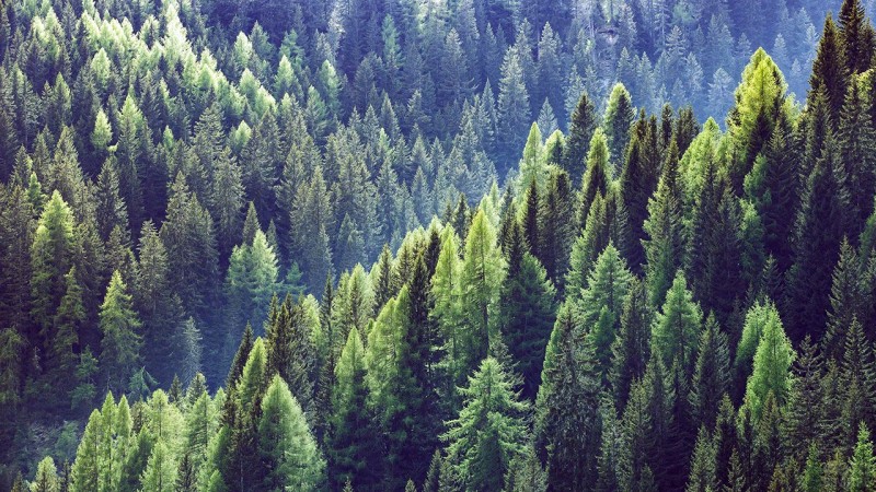 Сыктывкарский ЛДК подтвердил соответствие требованиям Лесного попечительского совета (FSC) 

