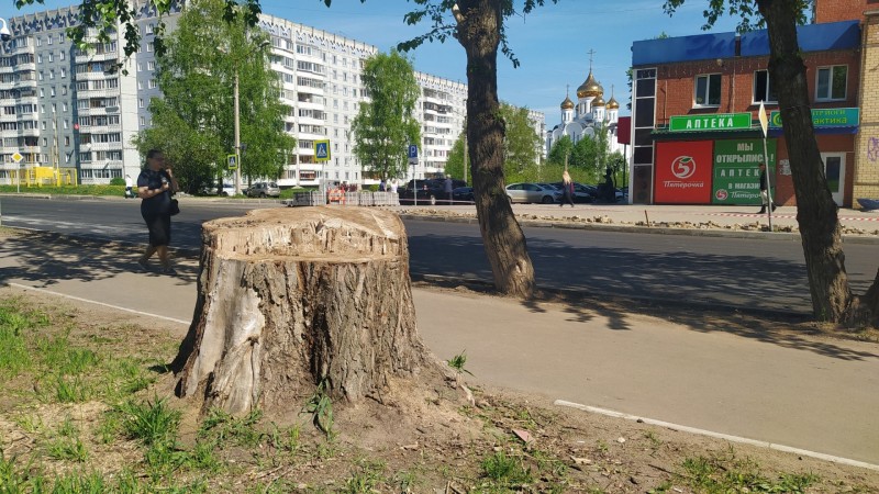 Сыктывкарцы смогут дать вторую жизнь старому пню