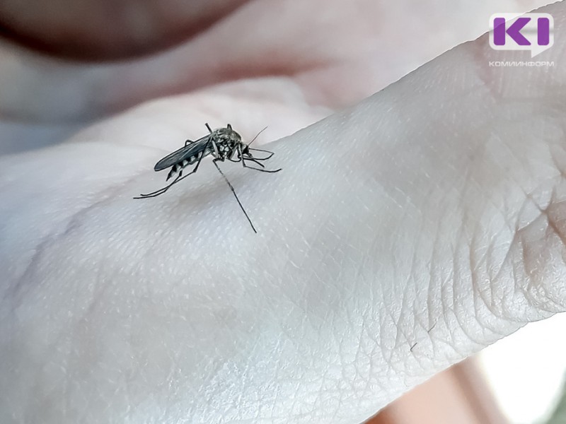 Ученые прогнозируют малую численность комаров в Коми 