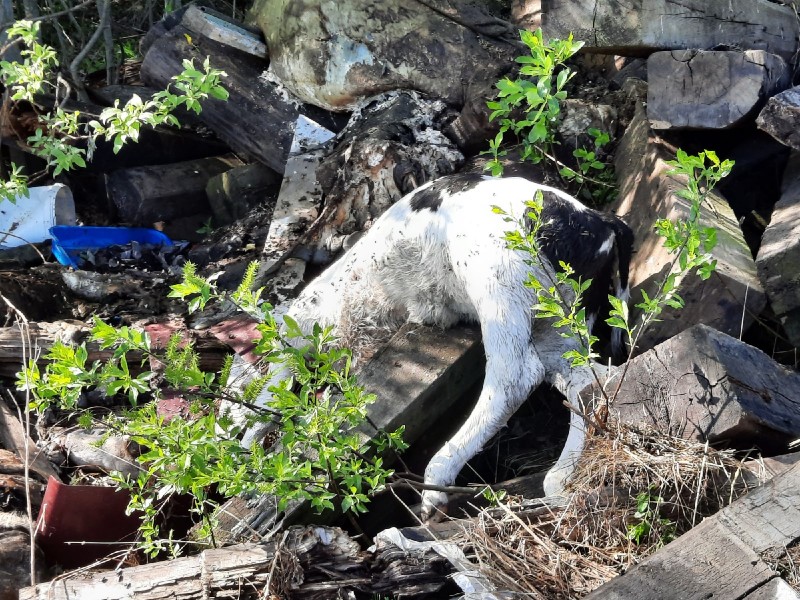 В Усть-Вымском районе выяснили, кто выбросил останки коровы и теленка в окрестностях Микуня

