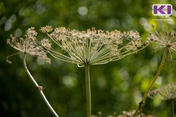 В Сыктывкаре обработали гербицидом против борщевика 20 участков
