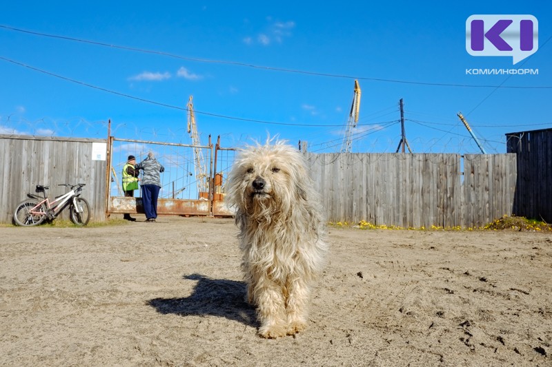 В Ухте вынесен приговор руководителю компании по отлову безнадзорных собак